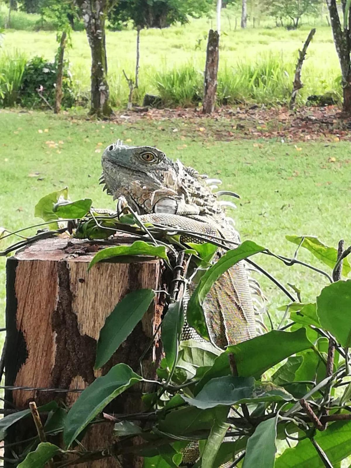 Paraiso Verde Siqurres Da Alegria Kültér fotó